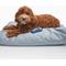 Show in main carousel: Fable Pets Memory Foam Cat & Dog Bed, Silver Blue, Large/X-Large slide 2 of 4