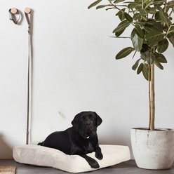 Fable Pets Memory Foam Cat & Dog Bed, Tofu, Large/X-Large