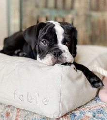 Fable Pets Memory Foam Cat & Dog Bed, Tofu, X-Small/Small