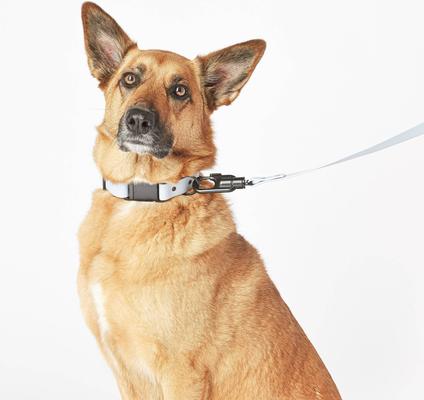 Show full view: Fable Pets Signature Dog Collar, Slate, Medium slide 4 of 4