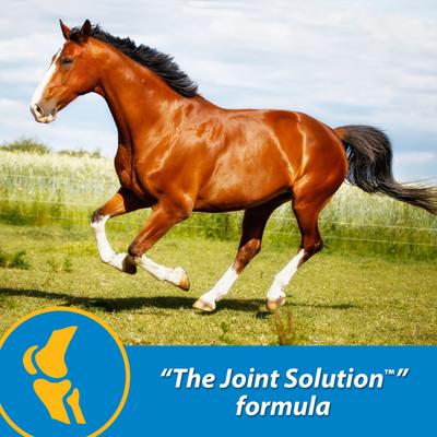 Show full view: Farnam FluidFlex Joint Solution Liquid Horse Supplement, 128-fl oz bottle slide 2 of 9
