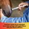 Show in main carousel: Farnam Ivercare Ivermectin 1.87% Paste Horse Dewormer, Apple Flavor, .26-oz syringe, 1 count slide 4 of 9