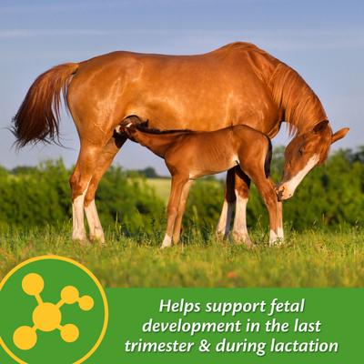 Show full view: Farnam Mare Plus Gestation & Lactation Nutritional Pellets Horse Supplement, 5-lb tub slide 4 of 8