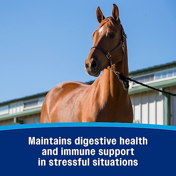 Show full view: Farnam Probiotic Apple & Molasses Flavor Paste Horse Supplement, 30-g tube slide 4 of 11
