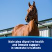 Show in main carousel: Farnam Probiotic Apple & Molasses Flavor Paste Horse Supplement, 30-g tube slide 4 of 11