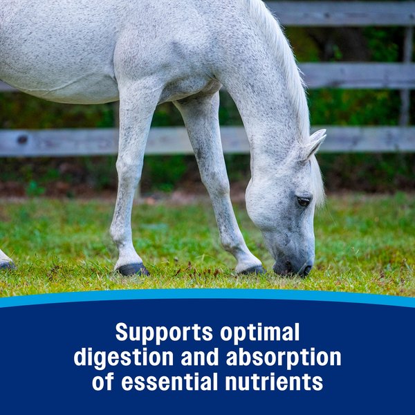 Show full view: Farnam Probiotic Apple & Molasses Flavor Paste Horse Supplement, 30-g tube slide 6 of 11