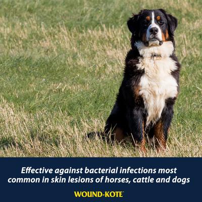 Show full view: Farnam Wound-Kote Blue Dressing Lotion Spray for Horses & Dogs, 7-fl oz bottle slide 4 of 6