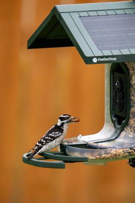 Show full view: FeatherSnap Scout Wi-Fi Solar Powered Camera Smart Bird Feeder, Clear/Green, 2-L slide 3 of 10