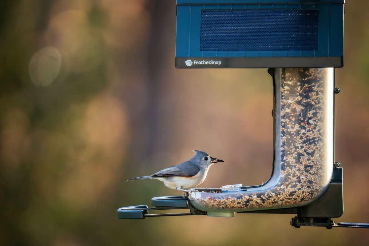 FEATHERSNAP Scout WiFi Solar Powered Camera Smart Bird Feeder, Clear