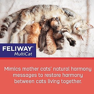 Feliway MultiCat Calming Diffuser Refill for Cats, 30 day, 1 count slide 6 of 7