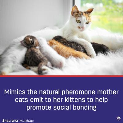 Show full view: Feliway MultiCat Calming Diffuser Refill for Cats, 30 day, 2 count slide 6 of 9