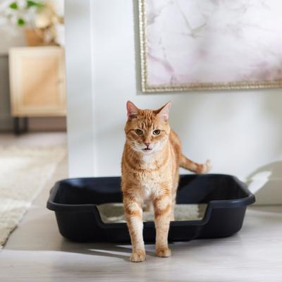 Show full view: Feliway Optimum Enhanced Calming Pheromone Cat Diffuser Kit + Arm & Hammer Litter Clump & Seal Multi-Cat Scented Clumping Clay Litter slide 9 of 9