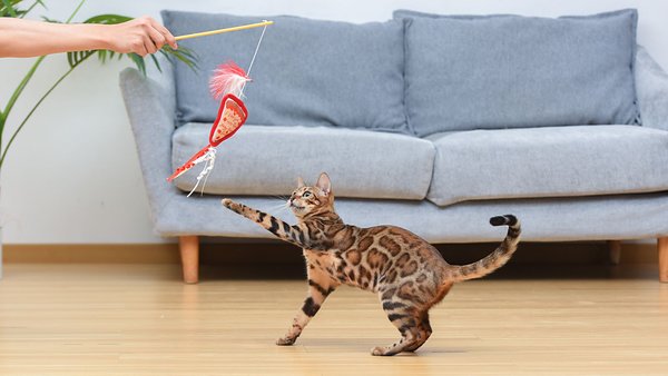 Fetch For Pets Friends Joey Loves Food Wand Cat Toy with Catnip