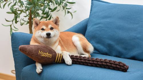 Show full view: Fetch For Pets Harry Potter Nimbus 2000 Rope Dog Toy slide 4 of 7