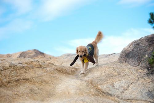 Show full view: Fetch For Pets Harry Potter Nimbus 2000 Rope Dog Toy slide 5 of 7