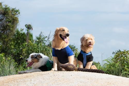 Show full view: Fetch For Pets Harry Potter Nimbus 2000 Rope Dog Toy slide 6 of 7