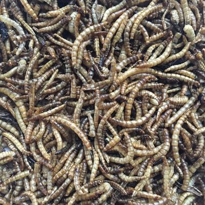 Show full view: Fickle Fowl Bag Fly Larvae Farm Treat, 10-lb bag slide 3 of 6