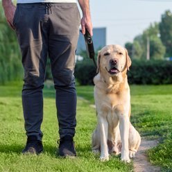 FIDA JFA Retractable Dog Leash, Black, Large: 16-ft long slide 2 of 6