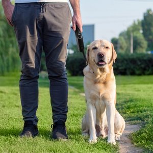 FIDA JFA Retractable Dog Leash, Black, Large: 16-ft long