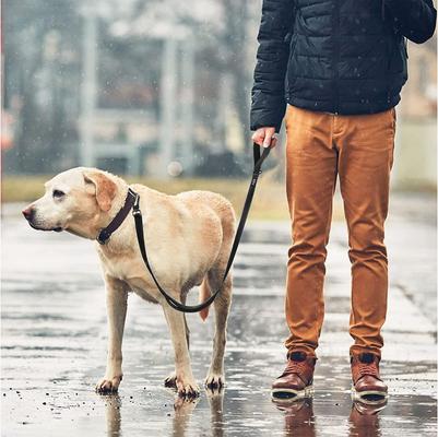 Show full view: FIDA Leash with Integrated Traffic Handles Dog Leash, 5-ft long, 1-in wide, Black slide 6 of 8