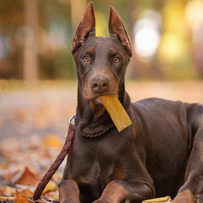 Show full view: Fieldcrest Farms Nothin' To Hide Flip Chips Peanut Butter Flavor Dog Chews, 8 count slide 6 of 8