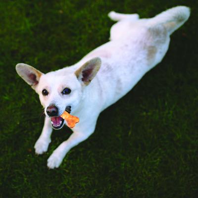 Show full view: Fieldcrest Farms Nothin' To Hide Rings & Bones Chicken Flavor Natural Chew Dog Chews, 12 count slide 6 of 8