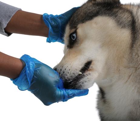 Show full view: FifthPulse Vinyl Exam Gloves, Blue, Large, 200 count slide 3 of 10