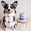 Show in main carousel: Finn Digestive Prebiotic & Probiotic Supplement for Dogs, 90 count slide 8 of 10