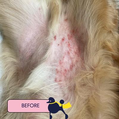 Show full view: Finn Skin Hero Dog Skin Care Treatment Balm, 1.75-oz tin slide 5 of 9