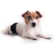Show in main carousel: FinNero Ballerina Washable Female Heat Dog Diaper, Black, X-Small: 11.8 to 16.9-in waist slide 3 of 10