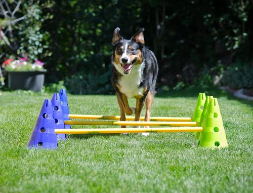 Show full view: FitPAWS CanineGym Dog Agility Kit slide 5 of 7