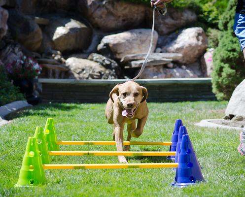 Show full view: FitPAWS CanineGym Dog Agility Kit slide 6 of 7