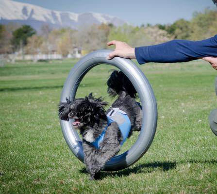 Show full view: FitPAWS Circular Product Holder, Grey slide 4 of 5