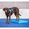Show in main carousel: FitPAWS Dog Balance Pad, Blue slide 3 of 5