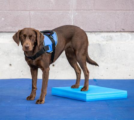 Show full view: FitPAWS Dog Balance Pad, Blue slide 3 of 5