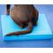 Show in main carousel: FitPAWS Dog Balance Pad, Blue slide 4 of 5