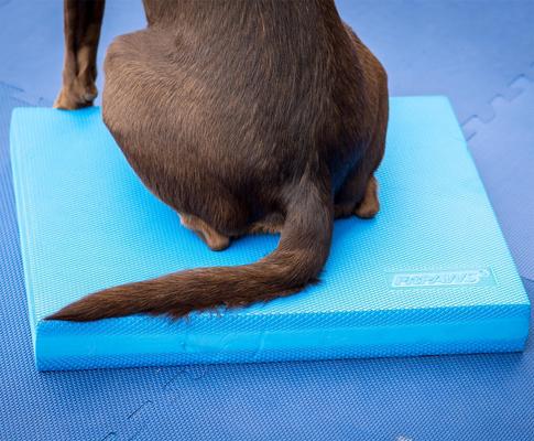 Show full view: FitPAWS Dog Balance Pad, Blue slide 4 of 5