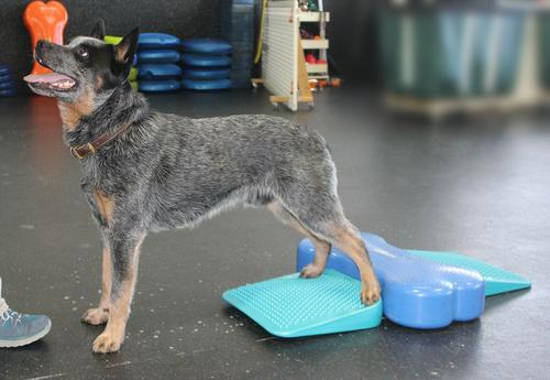 Show full view: FitPAWS Dog Balancing Ramp, Aqua slide 4 of 8