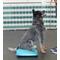 Show in main carousel: FitPAWS Dog Balancing Ramp, Aqua slide 5 of 8
