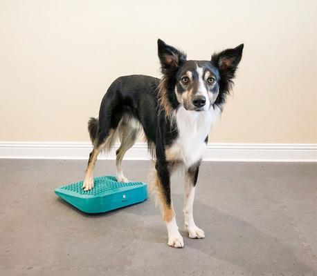Show full view: FitPAWS Dog Balancing Ramp, Aqua slide 6 of 8