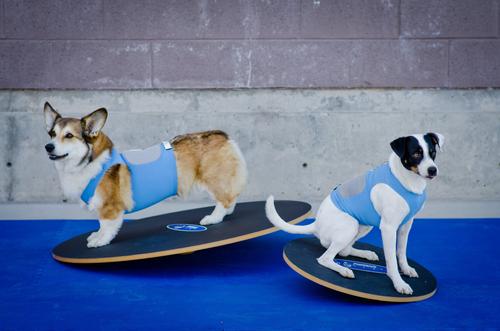 Show full view: FitPAWS Dog Balancing Wobble Board, 20-in slide 3 of 4