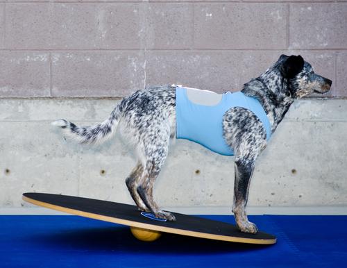 Show full view: FitPAWS Dog Balancing Wobble Board, 36-in slide 5 of 6