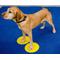 Show in main carousel: FitPAWS Dog Training Targets, 4 count slide 3 of 5