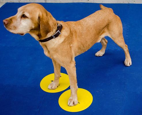 Show full view: FitPAWS Dog Training Targets, 4 count slide 3 of 5