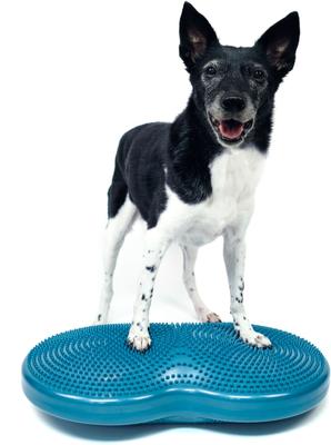 Show full view: FitPAWS Duo Disc Dog Stability Training Tool, Teal slide 3 of 9