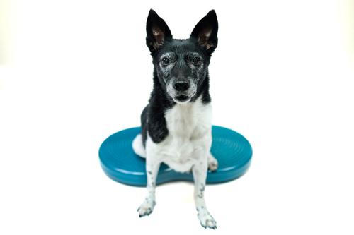 Show full view: FitPAWS Duo Disc Dog Stability Training Tool, Teal slide 4 of 9