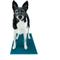 Show in main carousel: FitPAWS K9 FitMat Dog Training Tool, Teal slide 6 of 8