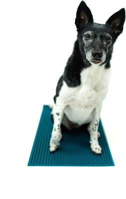 Show full view: FitPAWS K9 FitMat Dog Training Tool, Teal slide 7 of 8