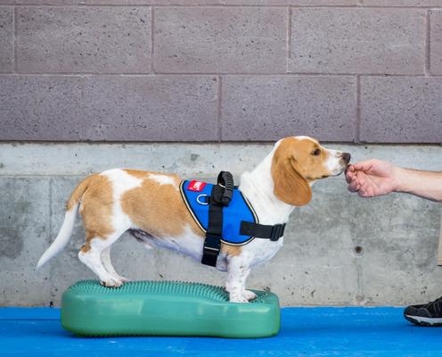 Show full view: FitPAWS K9FITbone Dog Training Regular Balancing Bone, Aqua slide 4 of 6