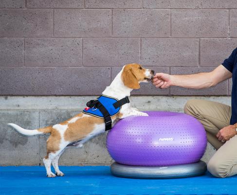 Show full view: FitPAWS TRAXDonut Dog Balancing Kit, Purple slide 5 of 6